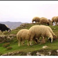 ارگانیک دام عرضه گوسفندکم شکم/پروار شده زنده|حیوانات مزرعه|تهران, تهران‌نو|دیوار