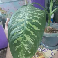 گل های متنوع