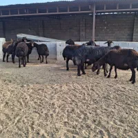 گوسفند قزل افشار