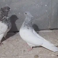 کفتر گرفتنی و الماسی