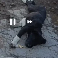 سگ قدریجانی گمشده