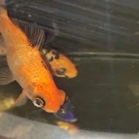 فروش تعدادی ماهی کوی .|ماهی|شیراز, شهرک مخابرات|دیوار