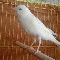 قناری سفید نر و سبز ماده|پرنده|فولادشهر, مسکن مهر فولادشهر|دیوار