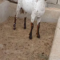 خالص ماده