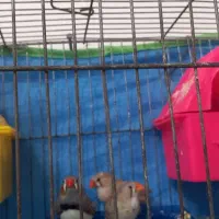 عروس هلندی وفنچ|پرنده|بابا حیدر, |دیوار