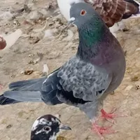 کفتر.نر سبز روزگاری|پرنده|اصفهان, ولدان|دیوار