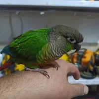 طوطی گرینچک|پرنده|مشکین‌دشت, |دیوار