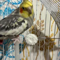 عروس هلندی|پرنده|انگوت, |دیوار