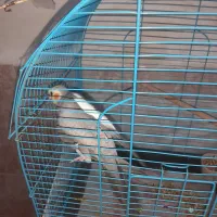 فنچ مرغ عشق عروس هلندی|پرنده|بندرعباس, |دیوار