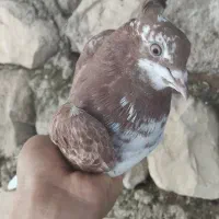 کبوتر