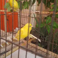 فروش سه عدد قناری جوجه رسمی