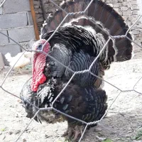 بوقلمون برنز آمریکایی|حیوانات مزرعه|هشتگرد, خور|دیوار