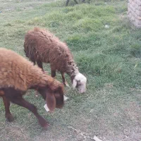 گوسفند بردار و گوسفند ابست توقلی وبره نر و بز|حیوانات مزرعه|آق قلا, |دیوار