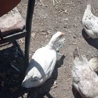یک عدد اردک نر به فروش می‌رسد