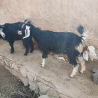 بز،داشتی|حیوانات مزرعه|خورموج, |دیوار