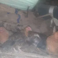 مرغ و خروس فروشی|حیوانات مزرعه|جوانرود, |دیوار