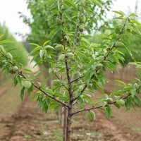 فروش نهال بادام سفید در شیراز|گل و گیاه طبیعی|شیراز, شهرک مهدی‌آباد|دیوار