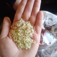 برنج عنبربو جنوب اصل  از کاشت به برداشت