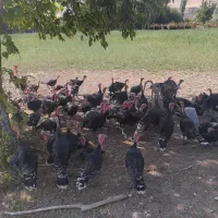 فروش بوقلمون
