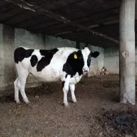 تلیسه آبستن ۳ماه فروشی