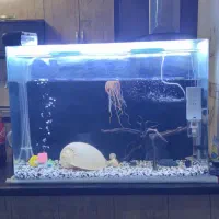 آکواریوم شیشه خم با کلیه لوازم 100لیتری|ماهی|تهران, باغ خزانه|دیوار