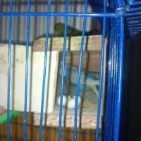 مرغ عشق مولد باتخم