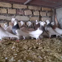 کبوتر طوقی|پرنده|مهریز, |دیوار