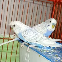 مرغ عشق دستی مولد نژاد اسپانگل.