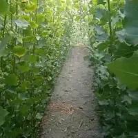 فروش نهال صنوبر نیگرا|خدمات باغبانی و درختکاری|زاینده رود, |دیوار