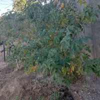 ده بوته گل محمدی شش ساله