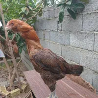 مرغ لاری اصیل