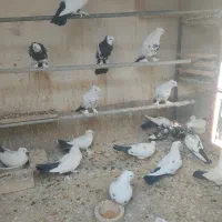 کبوتر دم سیاه. رنگی|پرنده|قم, شهرک مهدیه (مدرس)|دیوار