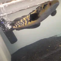 چانا یلومارو