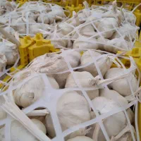 سیر درجه یک همدان