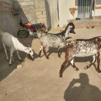 بز دورگه پاکستانی تمیز  تکه خورده