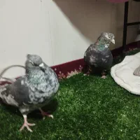 کفتر عطیقه چاپ دار|پرنده|رباط‌کریم, وهن آباد|دیوار