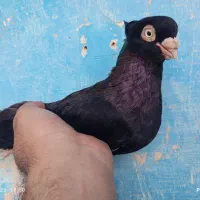 صرب|پرنده|زیباشهر, |دیوار