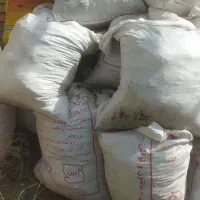 کود کفتر|گل و گیاه طبیعی|شیراز, کوشک میدان|دیوار