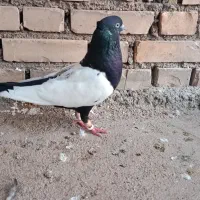 کبوتر