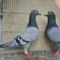 جفتگاه کبوتر المانی