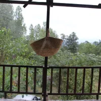 اجاره روزانه کلبه جنگلی سرای گلشن در لفور|اجارهٔ کوتاه‌مدت ویلا و باغ|آلاشت, |دیوار