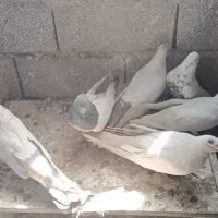 فروش انواع‌ کفتر باشلی و کوینلی