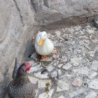 مرغابی وخروس