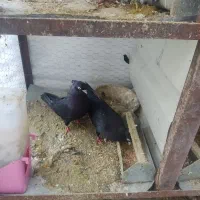 کبوتر سیاه آبادانی اصل