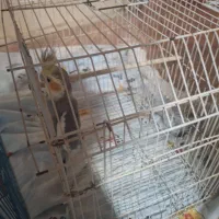 عروس هلندی نر مست آماده جفت گیری|پرنده|کهنوج, |دیوار