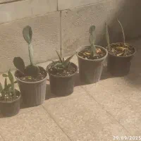 ۵عدد گلدان طبیعی کاکتوس خانگی شاداب و زیبا|گل و گیاه طبیعی|تهران, دهکده المپیک|دیوار