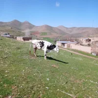 گاو سیمینتال شیری