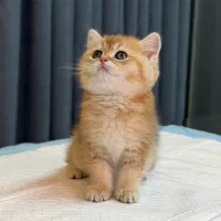صندوقچه بریتیش خپل (عکس مربوط به خود گربه)