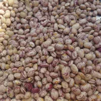 لوبیا چیتی درجه یک|خوردنی و آشامیدنی|باقرشهر, |دیوار