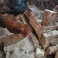 خروس درجه ۱|حیوانات مزرعه|هشتگرد, شهرک وحدت|دیوار